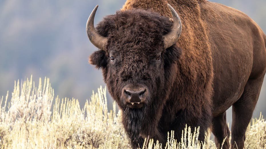 Bull bison tosses Yellowstone visitor into the air in campground attack