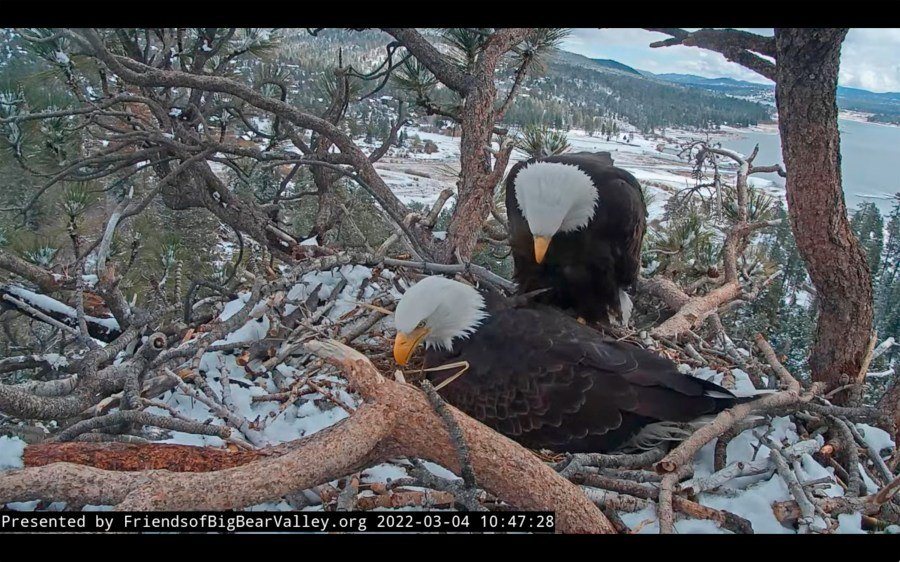 Jackie the Bald Eagle Shows Signs of Recovery After Rescue