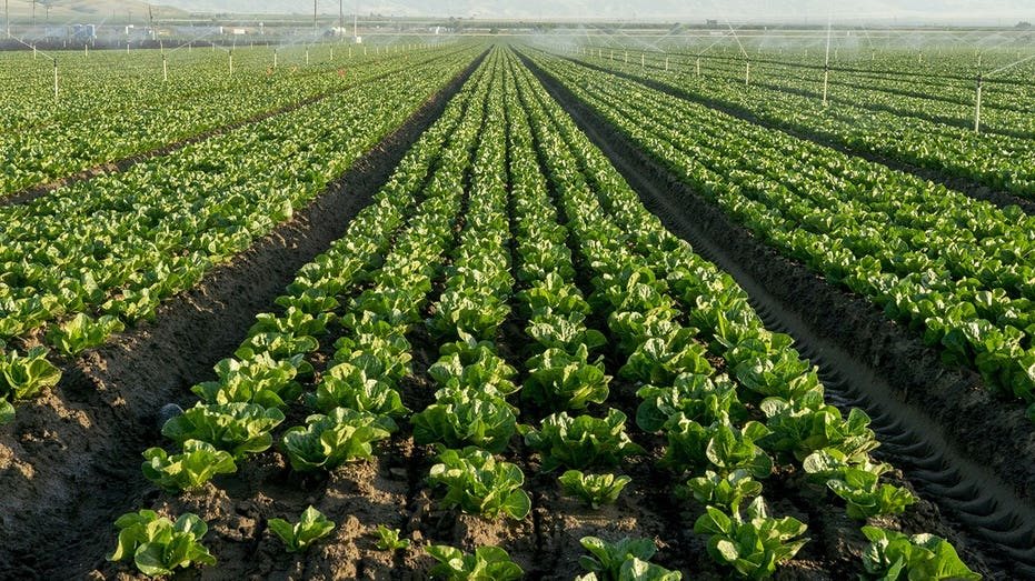 Lettuce Farmers Destroy Crops as Cyclosporiasis Outbreak Cuts Demand