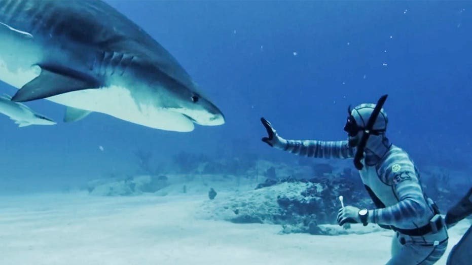 Shark Bites Often a Case of Mistaken Identity, Expert Says as Florida Leads U.S. Attacks