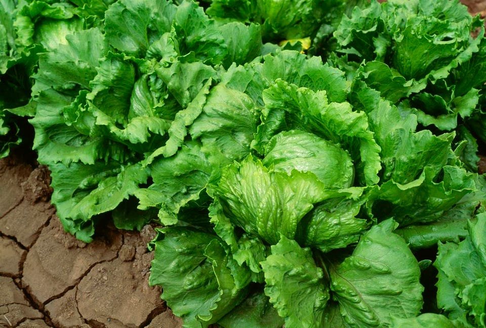 Taco Bell Supplier’s Lettuce Linked to Cyclosporiasis Outbreak Sickening Thousands