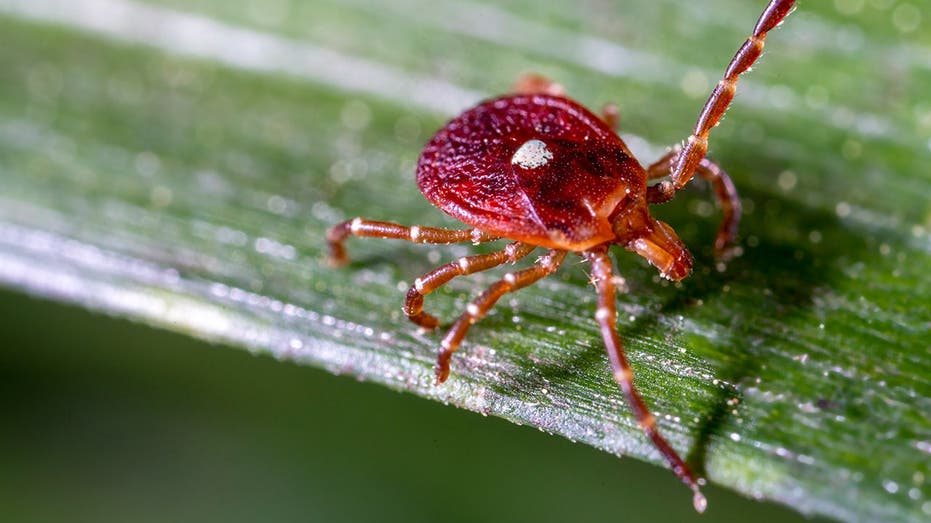 Rare Bourbon Virus With No Cure or Vaccine Confirmed in New York for First Time